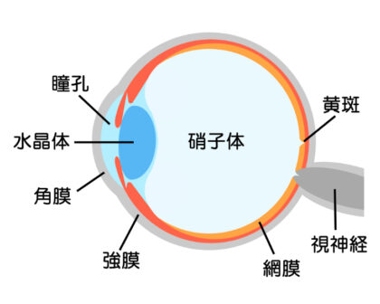 黄斑疾患とは